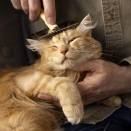 Grooming